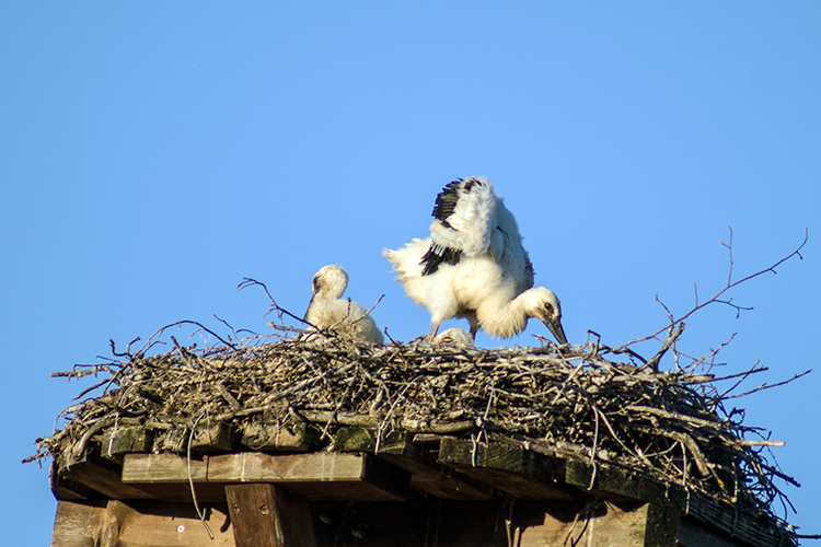 Stoerche im Netz Aumuehle Hassloch